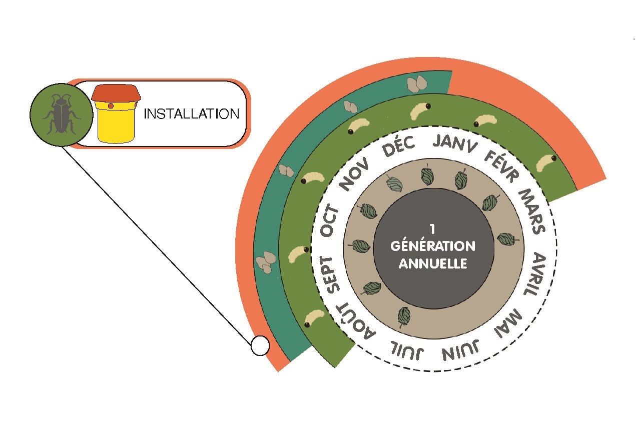 infografía época de empleo trampas